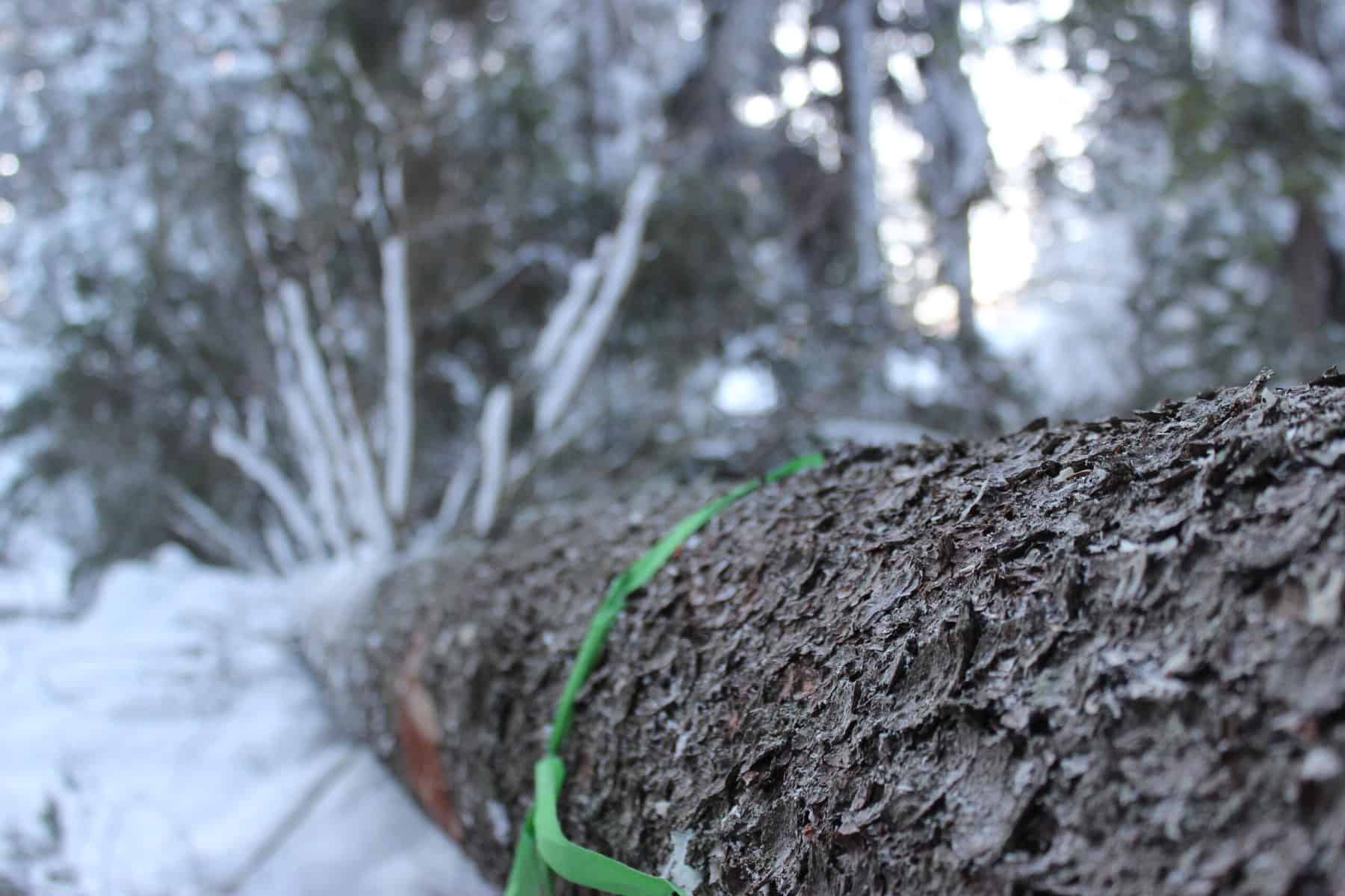 Trädfällning i Norrtälje