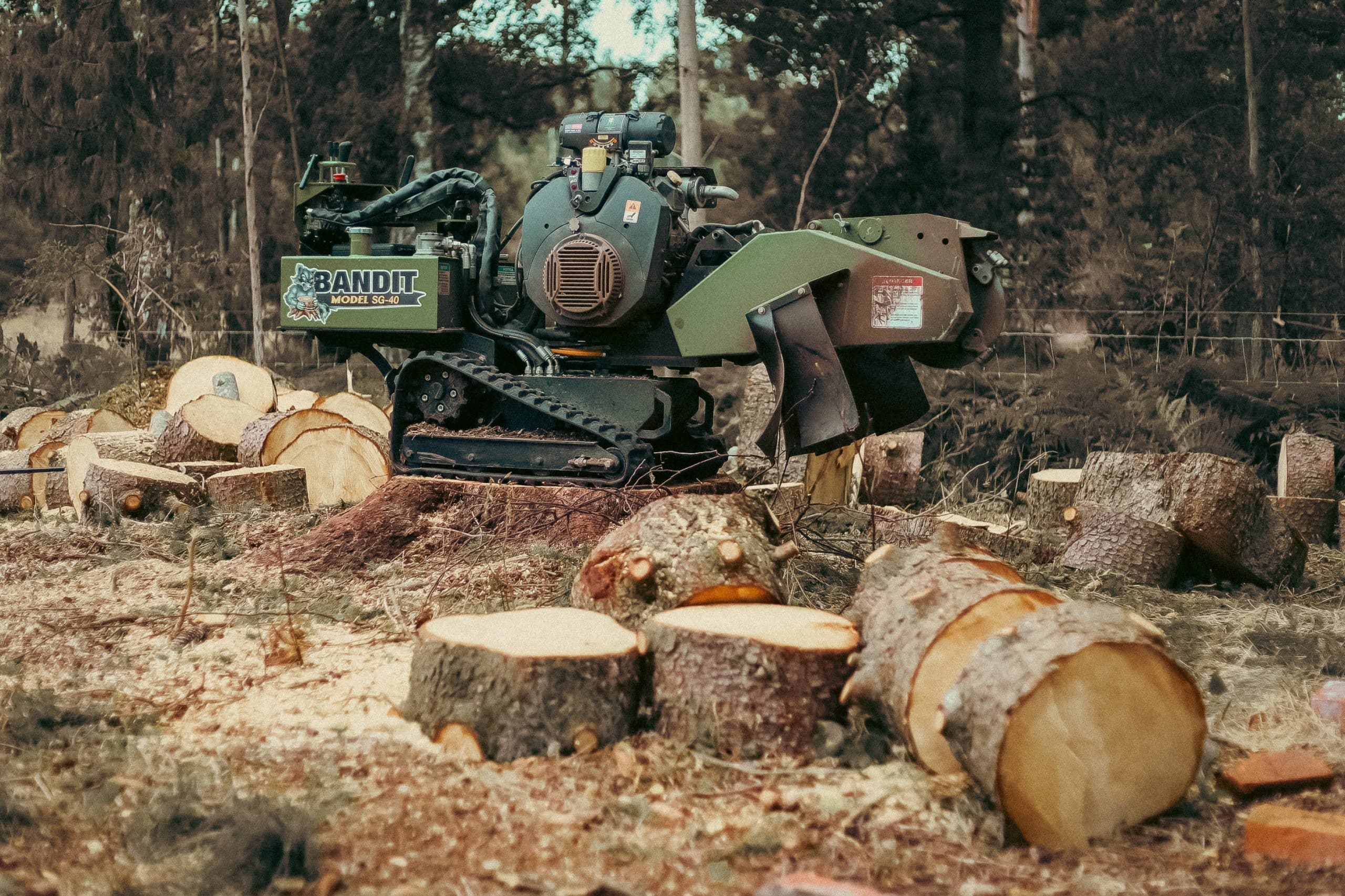 En stubbfräs i arbete, med roterande fräshjul som maler ner en trädstubbe till små bitar. Maskinen är utrustad med en kraftfull motor och är omgiven av trädstammar och grenar.