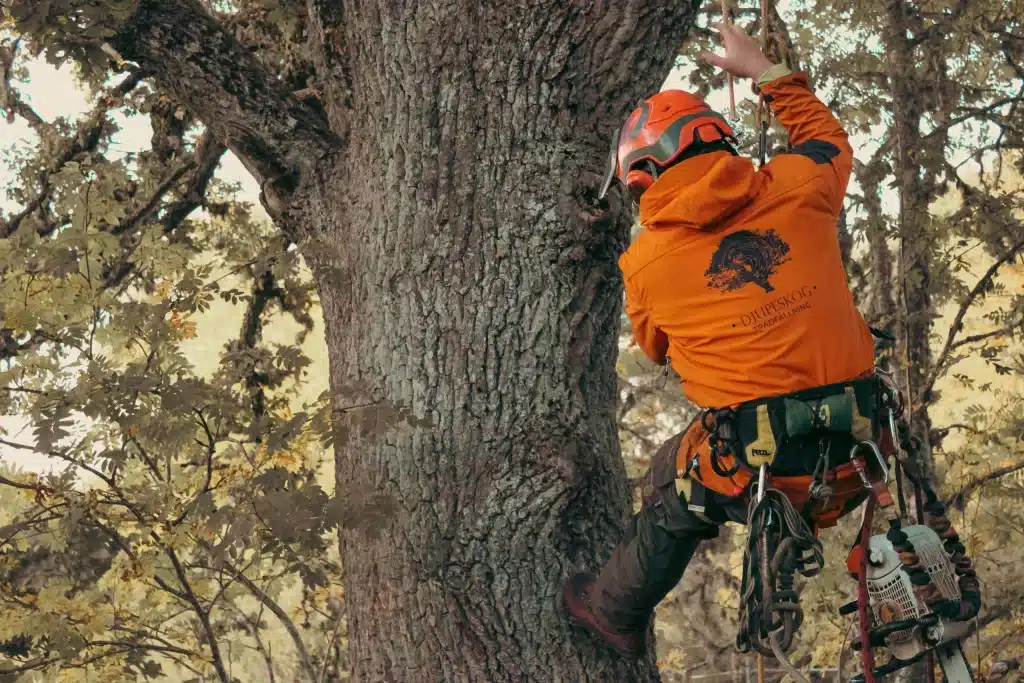En arborist klättrar högt upp i ett träd med hjälp av rep och annan utrustning. Arboristen är utrustad med en säkerhetssele och andra skyddsutrustningar för att utföra trädvård på ett säkert sätt. Trädkronan och grenarna runtomkring skapar en naturlig bakgrund. Lär och utforska våra tjänster och erbjudanden.