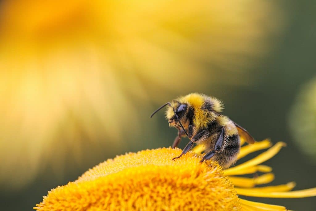 Beskärning och pollinatörer är en viktig del i din trädgård.