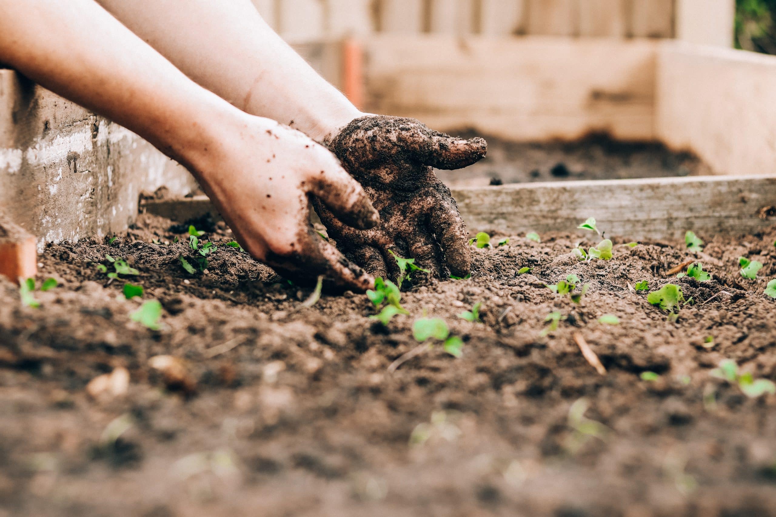 Lär dig hur du kan förbättra din trädgård genom effektiv trädgårdsskötsel.