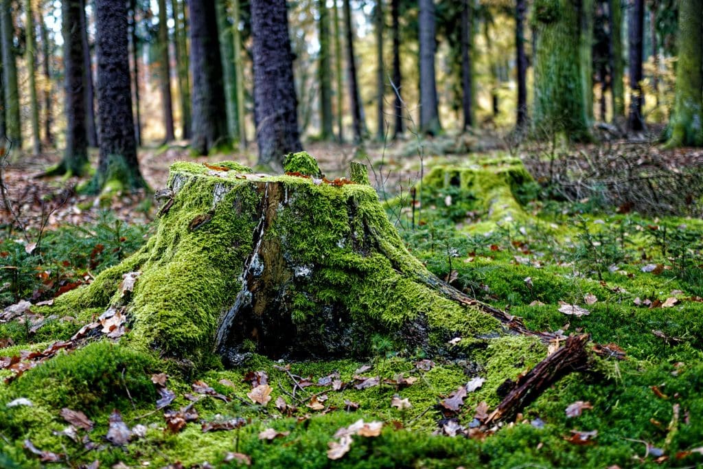 Expert trädfällning och stubbfräsning - Bild av en stubbe som illustrerar våra tjänster