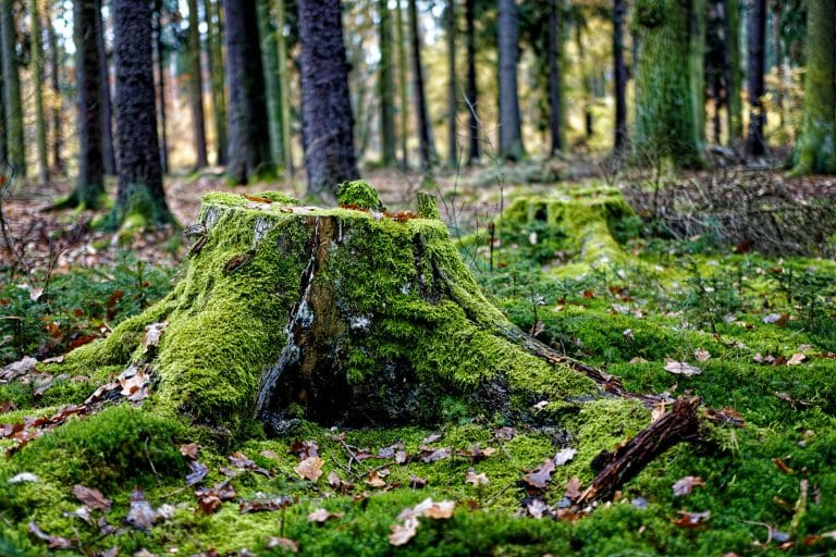 Vad kostar Stubbfräsning? Priser och faktorer att överväga