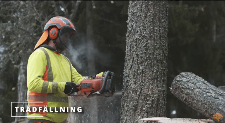 Trädfällning Norrtälje: En guide för säker och effektiv trädvård