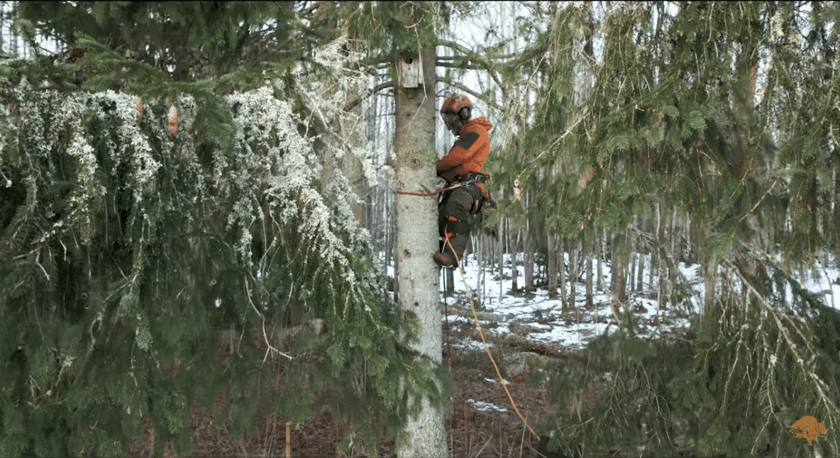 Erfaren arborist utför trädfällning i Norrtälje.