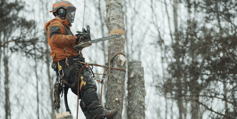 Arborist I Uppsala: Expert på trädvård