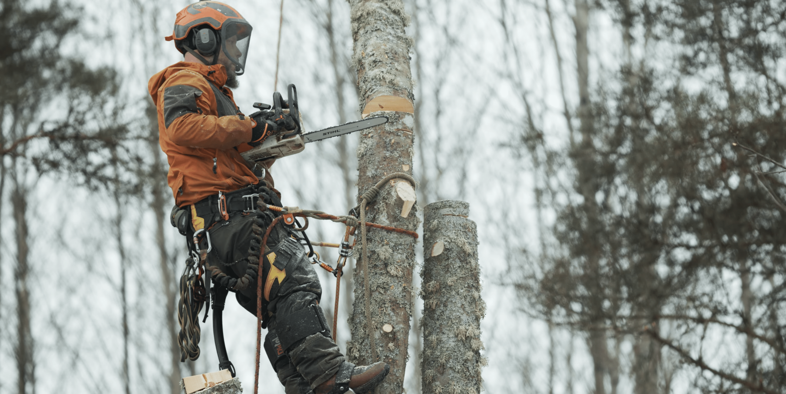 En erfaren arborist klättrar upp i ett imponerande träd i Uppsala för att utföra expertträdvård.