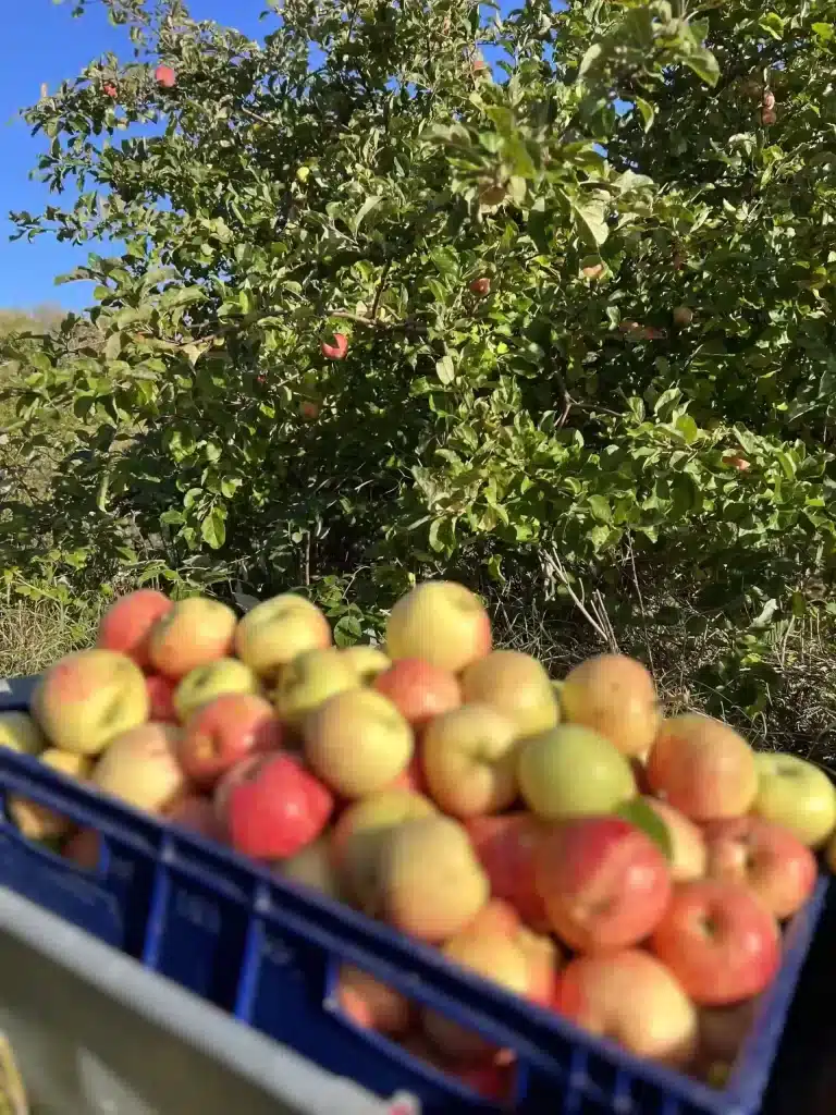 En riklig skörd av svenska äpplen efter fruktträdsbeskärning Ljusterö. Skörd av rikligt med äpplen efter att trädet beskurits kontinuerligt.