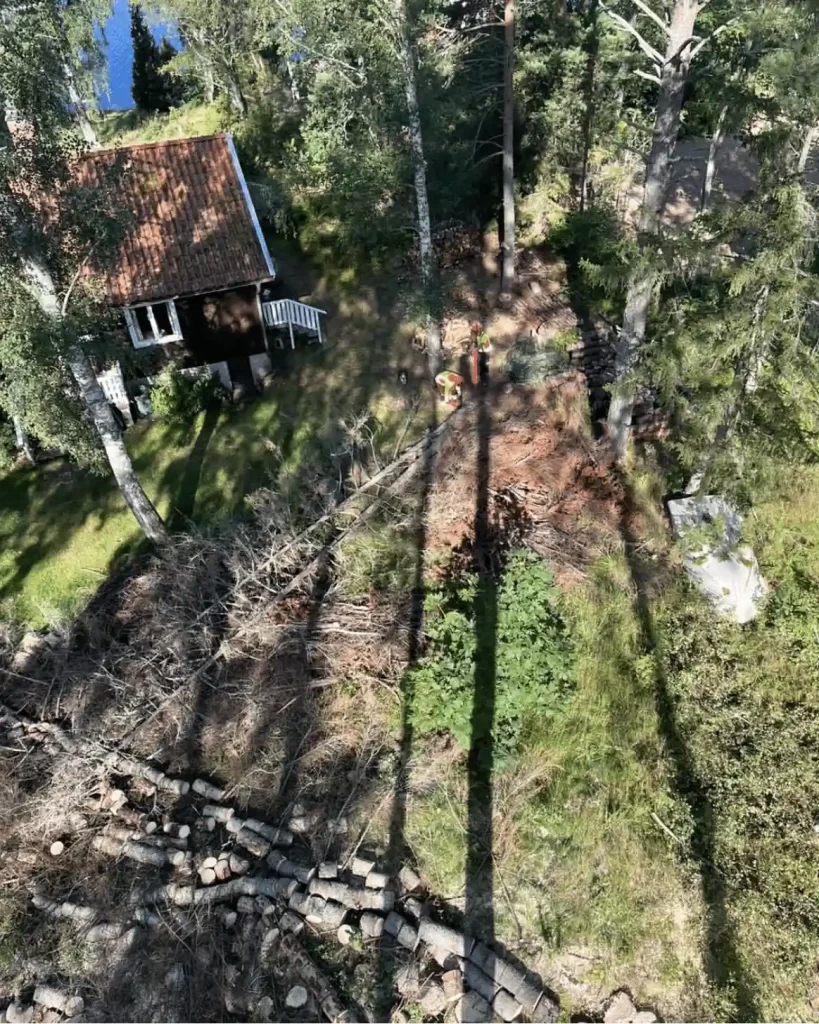 Föryngringsbeskärning av gammalt träd vid skogsbryn