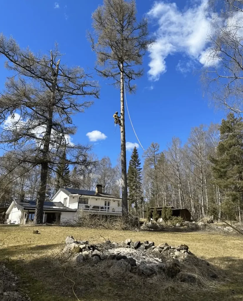 Arborist beskär träd i villaträdgård