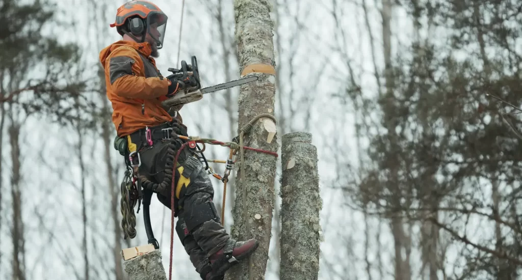 Arborist från Djupeskog Trädfällning beskär träd i Norrtälje med specialverktyg – fokus på trädfällning, trädbeskärning och trädvård.