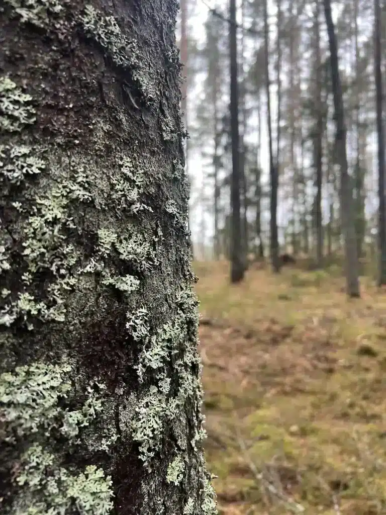 Ett högt träd i en villaträdgård i Norrtälje. Trädet ska fällas. Stam ska kapas i bitar för ved och ris ska flisas med flismaskin.
