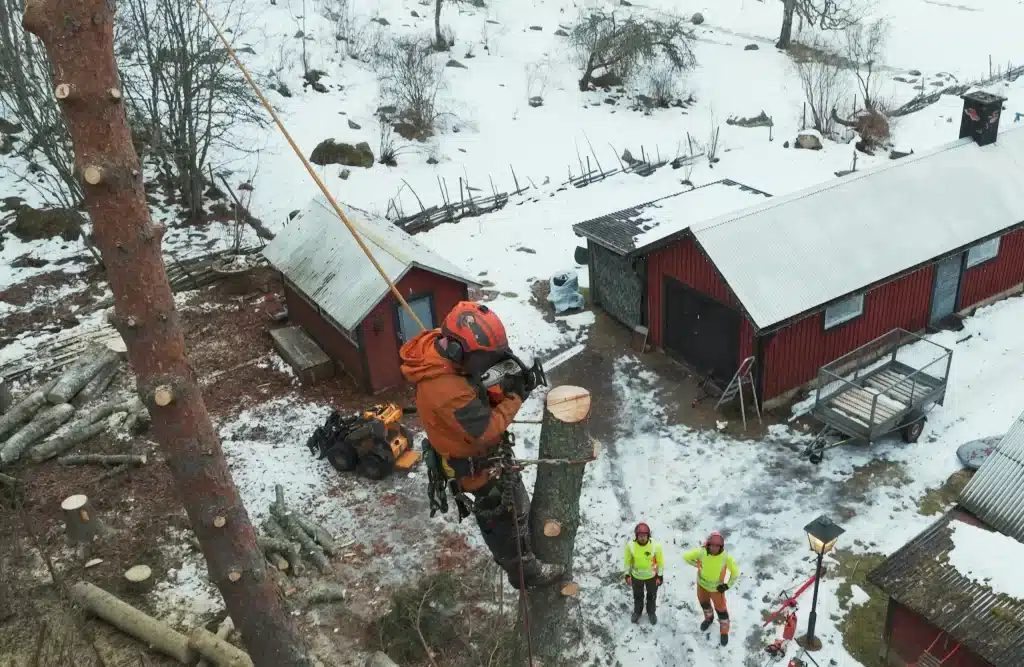 Klättrande trädfällare och arborister utför arbete i ett träd