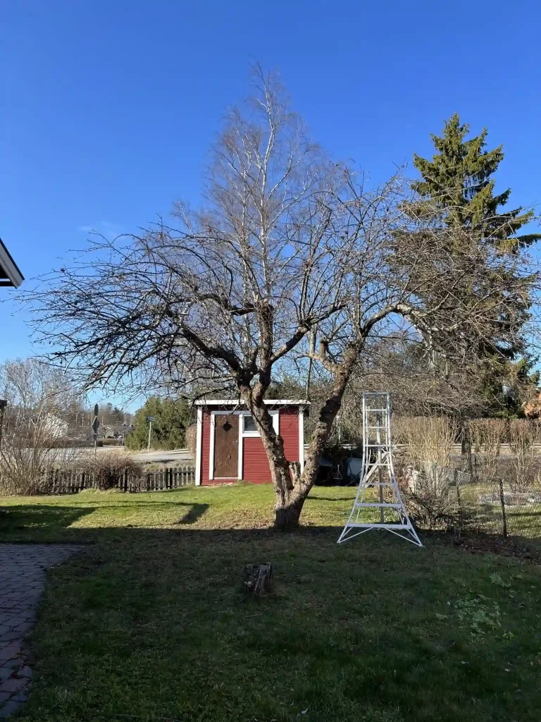 Efterbild av beskärning av ett stort äppelträd i en villaträdgård i Rimbo nära Norrtälje