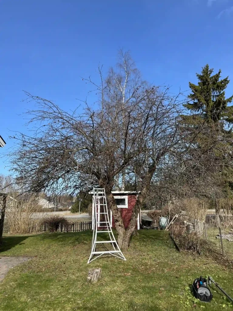 förebild av ett äppelträd i en trådgård inför en vårvinterbeskärning. En stege och verktyg för beskärning står under trädet