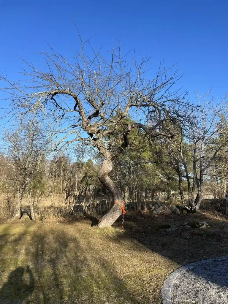 Efterbild av utförd beskärning av äldre fruktträd i en trädgård på Rådmansö, Norrtälje kommun.
