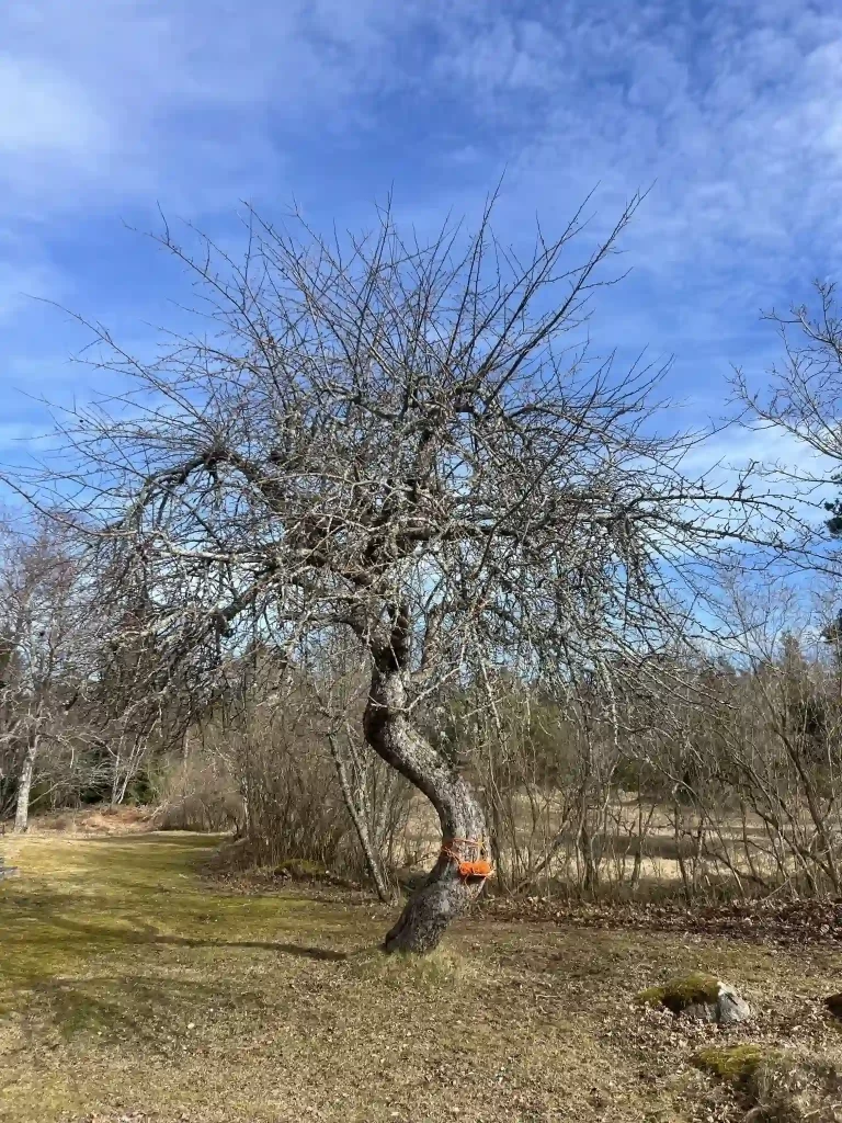 förebild av ett äldre äppelträd i en trädgård för ett fritidsboende på Rådmansö