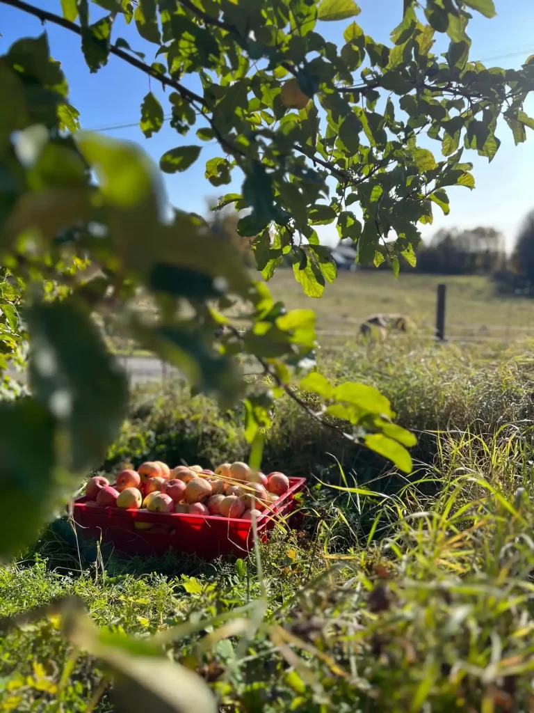 Beskärning av äppelträd, djupeskog trädfällning