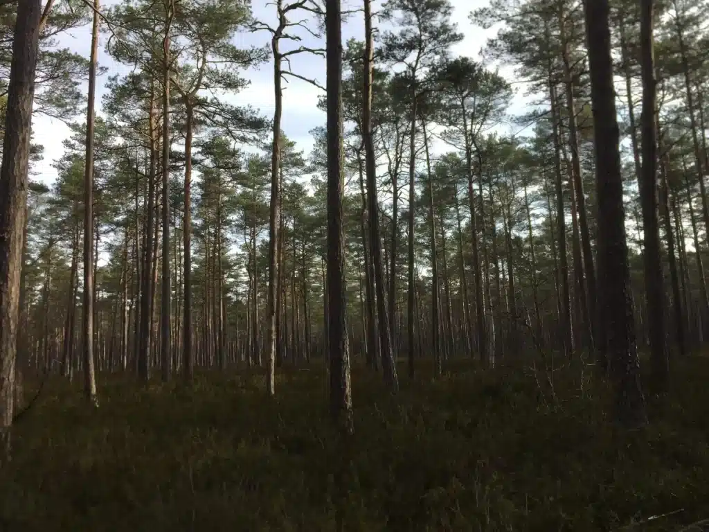 Djupeskog Trädfällning AB – Följ vårt arbete inom trädfällning, stubbfräsning och bortforsling på YouTube.