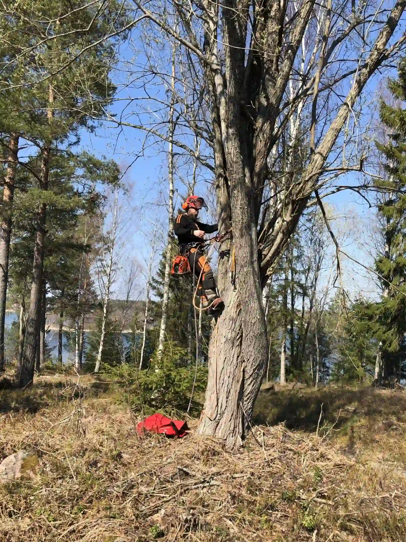 Arborist som utför sektionsträdfällning i trångt område nära byggnader med klättring och riggning.