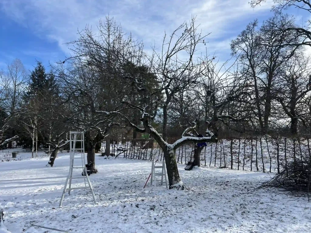 Underhåll av äppelträd i Rosendals trädgård, Stockholm. Beskärning på våren ökar på trädets växtkraft.