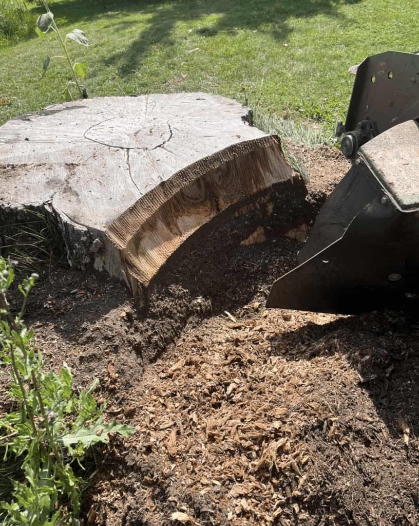 En maskin för stubbfräsning används för att ta bort en stubbe.