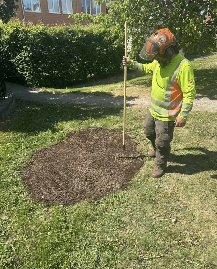 Jämn mark efter avslutad stubbfräsning i skogsområde